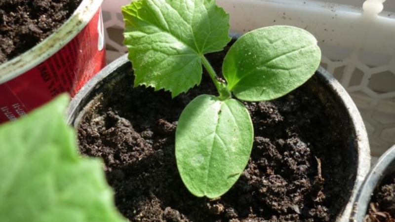 An overview of a hybrid of Satin cucumbers, which even a beginner can handle growing