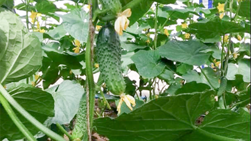 An overview of a hybrid of Satin cucumbers, which even a beginner can handle growing