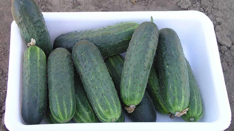 An overview of a hybrid of Satin cucumbers, which even a beginner can handle growing