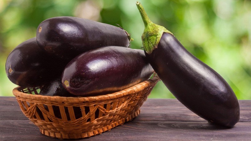 Whether or not eggplant is possible for type 2 diabetes: benefits and harms, recipes