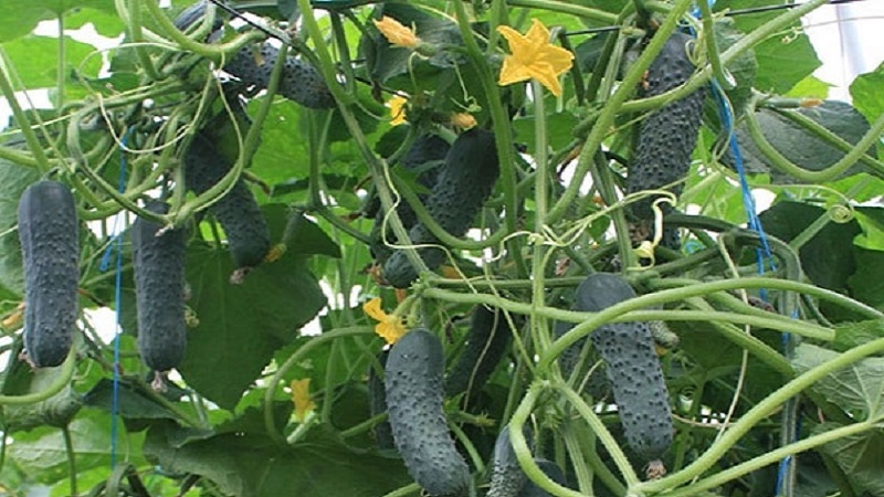 Why is the Bjorn hybrid cucumber good and why it is worth trying to grow it