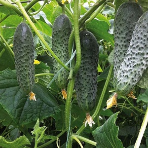 Why is the Bjorn hybrid cucumber good and why it is worth trying to grow it