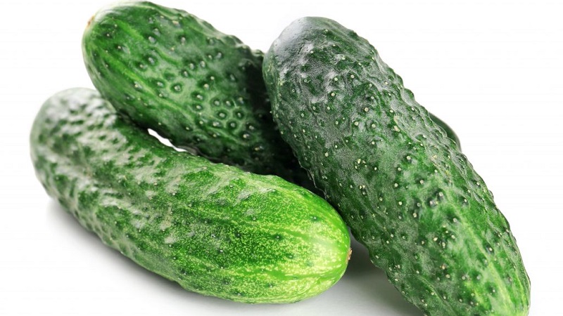 Why is the Bjorn hybrid cucumber good and why it is worth trying to grow it