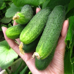 Why is the Bjorn hybrid cucumber good and why it is worth trying to grow it