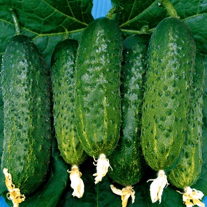 Why is the Bjorn hybrid cucumber good and why it is worth trying to grow it