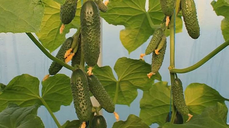 Why is the Bjorn hybrid cucumber good and why it is worth trying to grow it