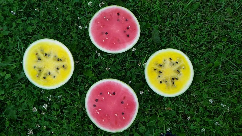 The question that worries many: why is a watermelon a berry?