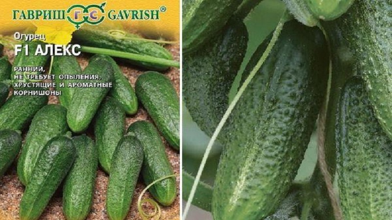 Meet Alex f1 cucumber hybrid and learn how to grow it correctly