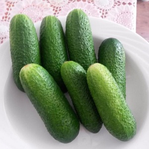 Meet Alex f1 cucumber hybrid and learn how to grow it correctly