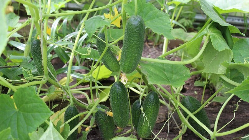Meet Alex f1 cucumber hybrid and learn how to grow it correctly