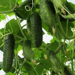 Meet Alex f1 cucumber hybrid and learn how to grow it correctly