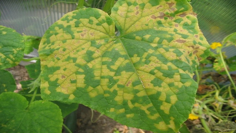 What to do if cucumbers do not grow: top dressing recipes