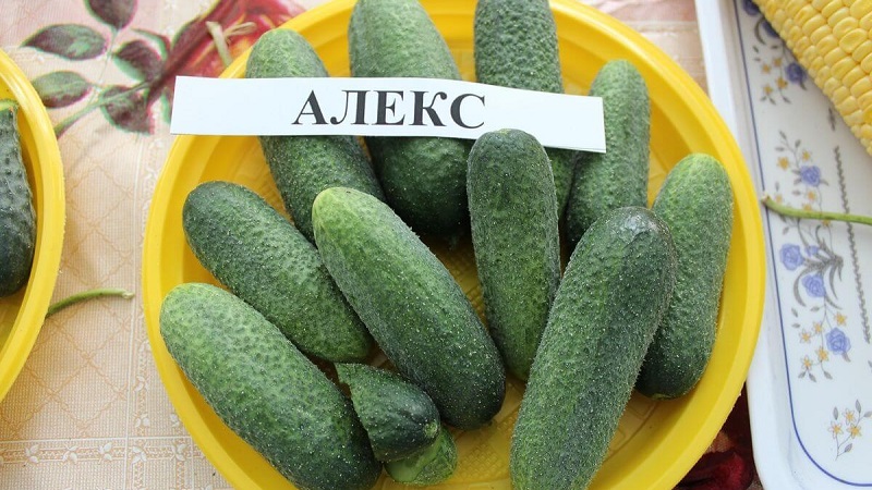Meet Alex f1 cucumber hybrid and learn how to grow it correctly