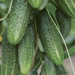 Meet Alex f1 cucumber hybrid and learn how to grow it correctly