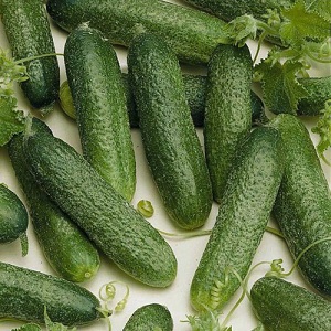 Meet Alex f1 cucumber hybrid and learn how to grow it correctly