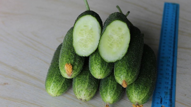 Meet Alex f1 cucumber hybrid and learn how to grow it correctly