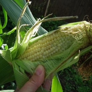How to understand that corn is ripe: we harvest on time, depending on its further use