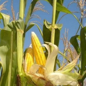 How to understand that corn is ripe: we harvest on time, depending on its further use