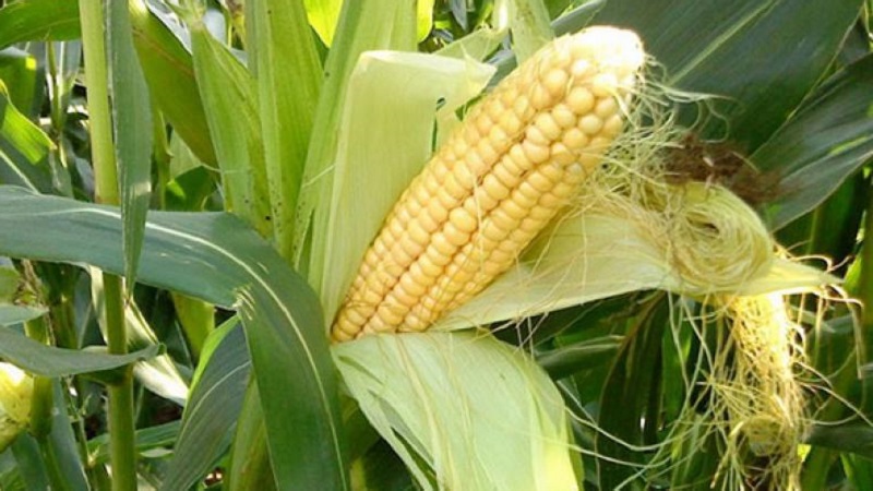 How to understand that corn is ripe: we harvest on time, depending on its further use