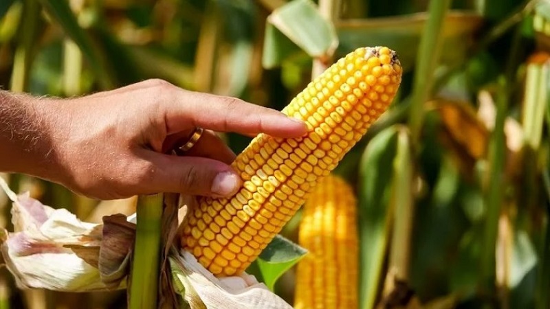 How to understand that corn is ripe: we harvest on time, depending on its further use