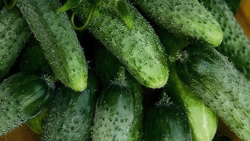 Early ripening cucumbers Zyatek F1 with high yield and excellent disease resistance