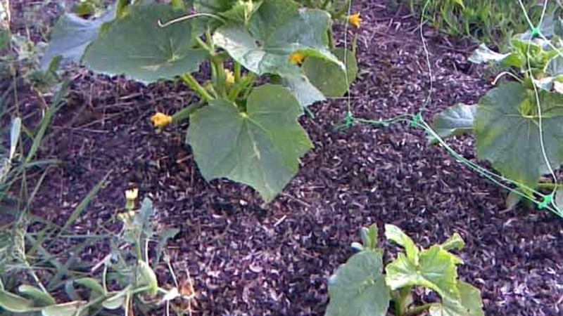 Early ripening cucumbers Zyatek F1 with high yield and excellent disease resistance