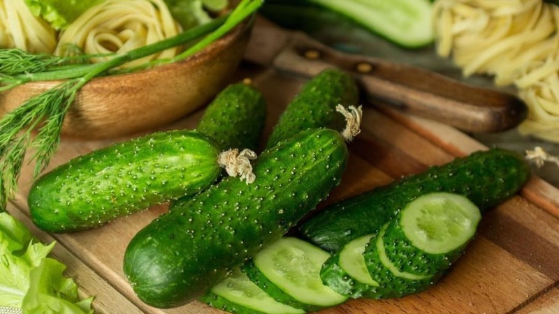 Early ripening cucumbers Zyatek F1 with high yield and excellent disease resistance