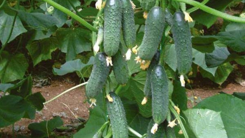 Early ripening cucumbers Zyatek F1 with high yield and excellent disease resistance