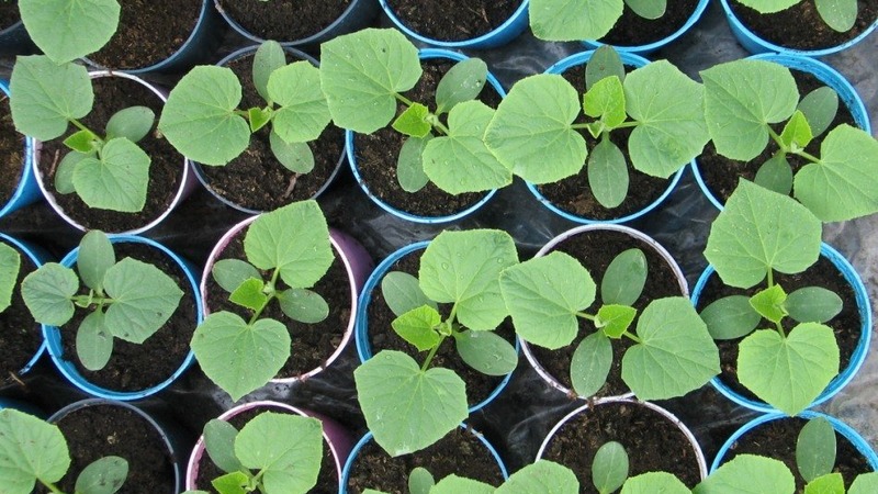 Early ripening cucumbers Zyatek F1 with high yield and excellent disease resistance
