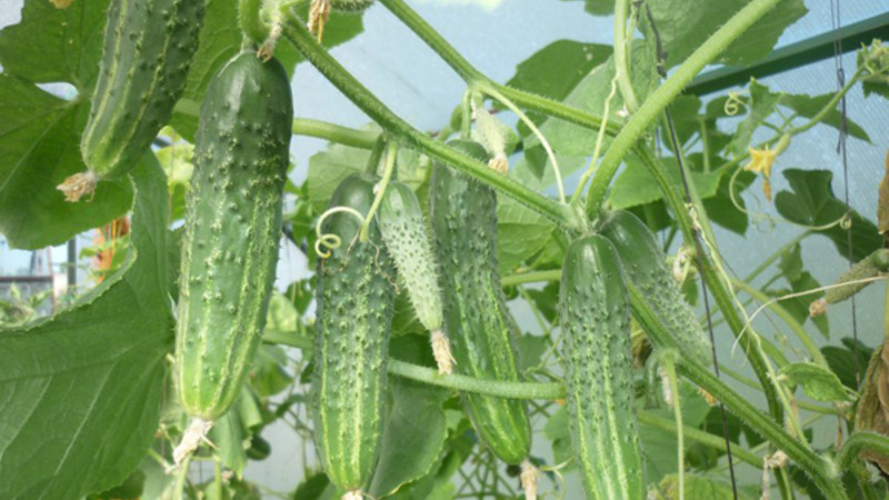 Early ripening cucumbers Zyatek F1 with high yield and excellent disease resistance