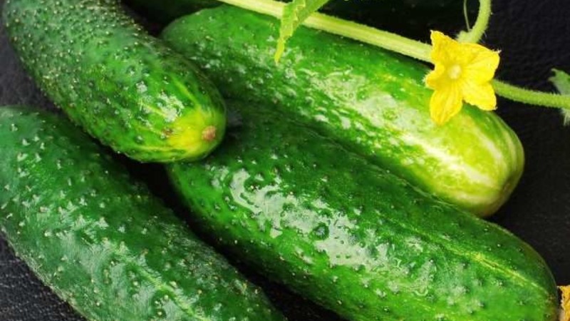 Early ripening cucumbers Zyatek F1 with high yield and excellent disease resistance
