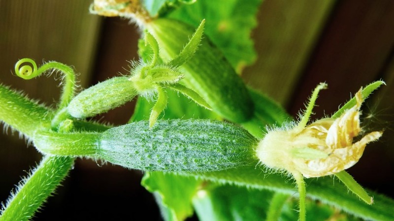 Early ripening cucumbers Zyatek F1 with high yield and excellent disease resistance