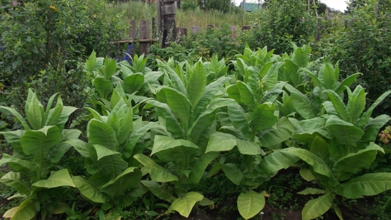 When and how to collect tobacco and dry it properly at home