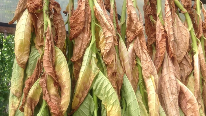 When and how to collect tobacco and dry it properly at home