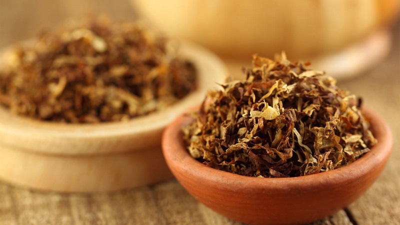 When and how to collect tobacco and dry it properly at home