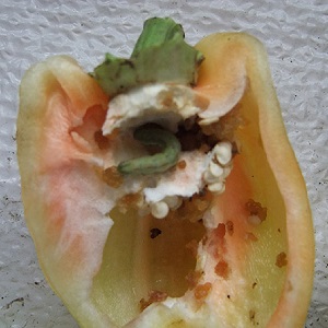 How to get rid of caterpillars on pepper