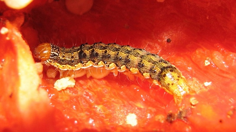 How to get rid of caterpillars on pepper