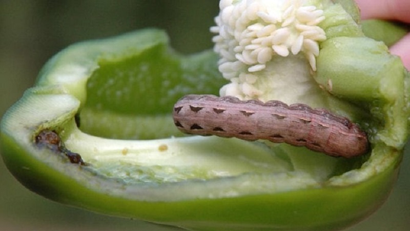 How to get rid of caterpillars on pepper
