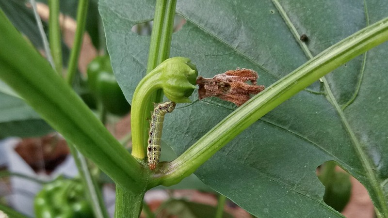 How to get rid of caterpillars on pepper