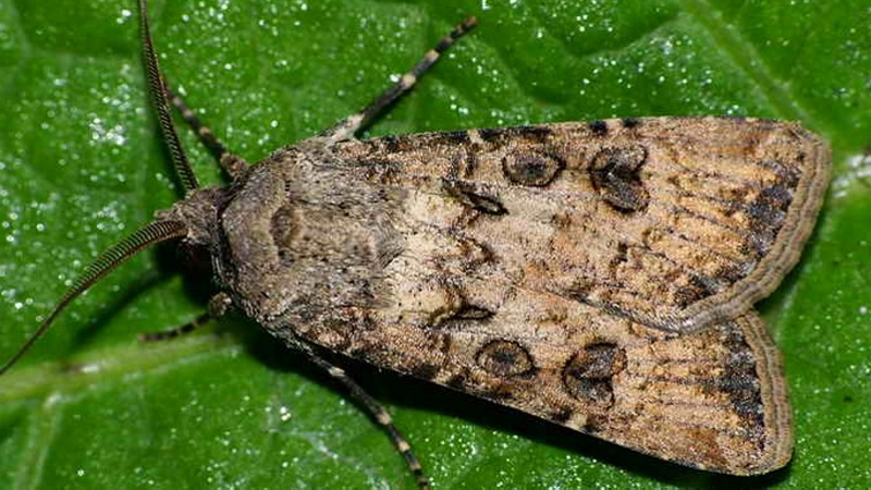 How to get rid of caterpillars on pepper