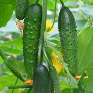 Emelya hybrid cucumber review: advantages and disadvantages, care features