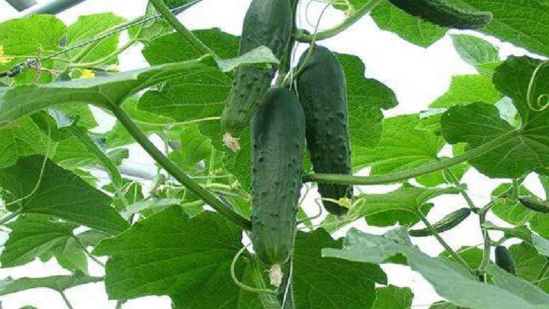 Emelya's hybrid cucumber review: advantages and disadvantages, care features