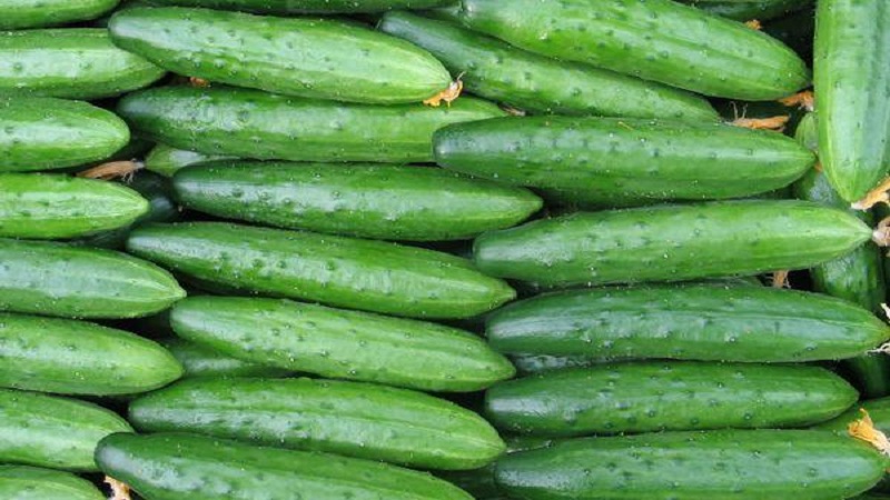 Emelya's hybrid cucumber review: advantages and disadvantages, care features
