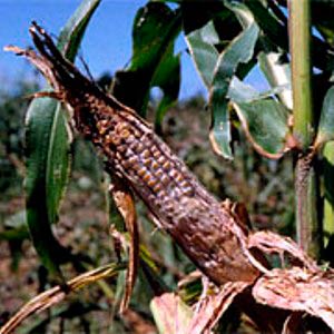 How to deal with the most dangerous pests and diseases of corn