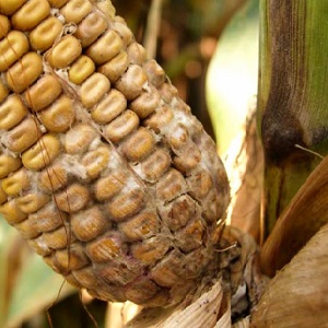 How to deal with the most dangerous pests and diseases of corn