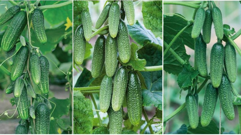 Review of the best bunch varieties of cucumbers for open ground