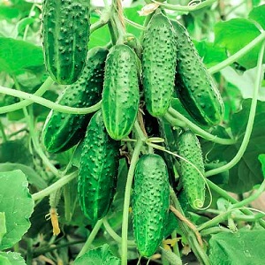 Review of the best bunch varieties of cucumbers for open ground