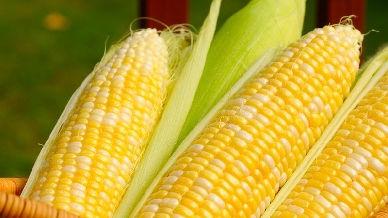 How to cook pickled corn on the cob for the winter: the best recipes
