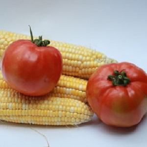 How to cook pickled corn on the cob for the winter: the best recipes