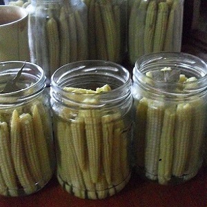 How to cook pickled corn on the cob for the winter: the best recipes